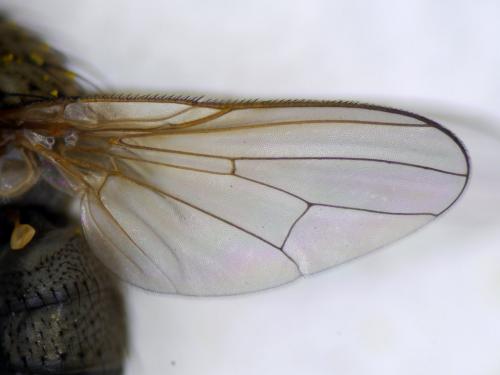 Hylemya sp.